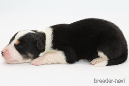 成約済の神奈川県のボーダーコリー-327376の5枚目